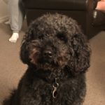 Profile Picture of Toby_The_DoubleDoodle (@toby_the_doubledoodle) on Instagram