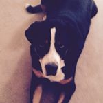 Profile Picture of Andrew Kiewel (@kiewela) on Instagram