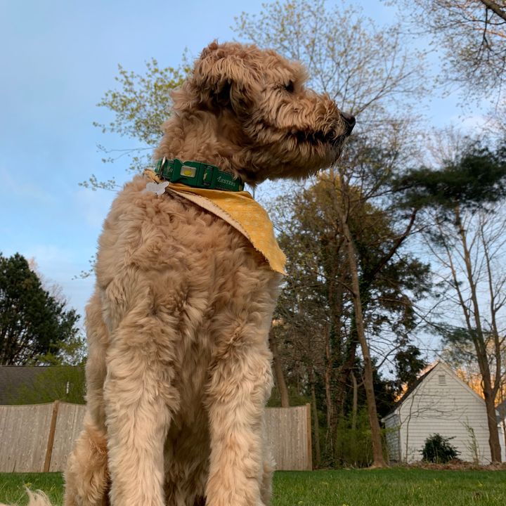 Profile Picture of patrick.fitzsimons.m (@teddyfitzy) on Tiktok