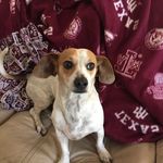 Profile Picture of Tia Rose Dennis (@tiarosedennis) on Instagram