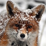 Profile Picture of Richard Walsh (@horokutaki) on Flickr