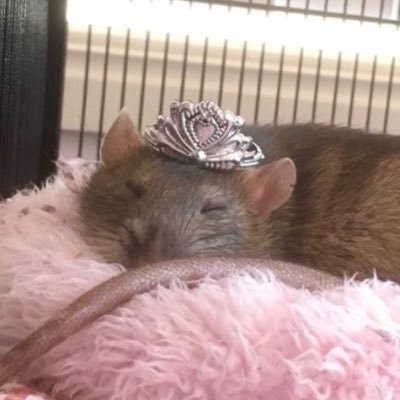 Profile Picture of Luvbug ♡⚢ᴺˢᶠʷ (@lluvbugz) on Twitter