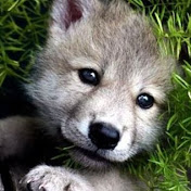 Profile Picture of Joshua Palacios (@joshuapalacios5321) on Youtube