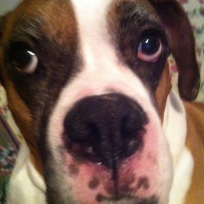 Profile Picture of Dan Fuqua (@LDF2468) on Twitter