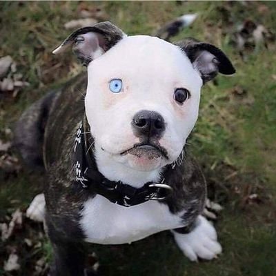 Profile Picture of Rene Renderos (@Renerenderos7) on Twitter