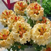 Profile Picture of Yvonne Snijders-Schrauwers (@yvonne-franssnijders1824) on Youtube