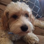 Profile Picture of Leonard Pizza Tevolini (@leonardpizza) on Instagram