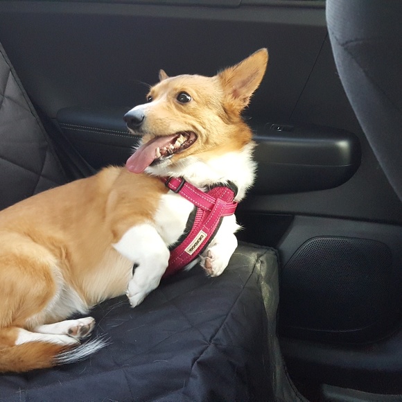 Profile Picture of Danielle Collier (@dannyrae12) on Poshmark