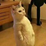 Profile Picture of Max jiang (@maxjiang2333) on Instagram