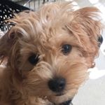 Profile Picture of Ollie Scott (@ollie_the_mini_moodle) on Instagram