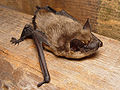 Profile Picture of Serotine baton Wikipedia