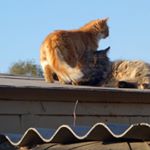 Profile Picture of Maklary (@maklarylongtree) on Instagram