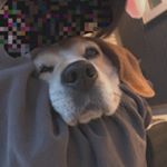 Profile Picture of ROBIN (@beagle_rbn) on Instagram