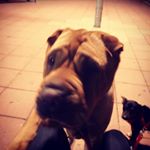 Profile Picture of Carla shar pei (@carla_sharpei) on Instagram