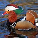 Vincent Freyr - Instagram Profile Picture of Vincent Freyr (@vincent_der_baum) on Instagram