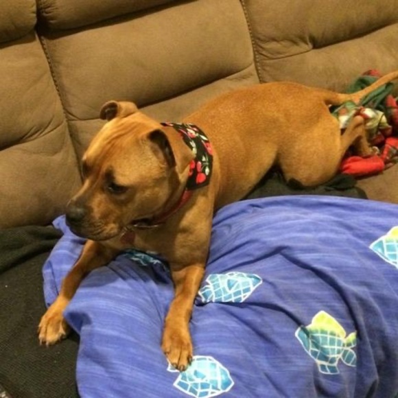 Profile Picture of Genevieve Introna (@gigi_introna) on Poshmark