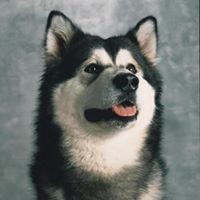 Profile Picture of Phyllis Hamilton (@phyllis-hamilton-3) on Quora