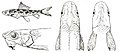 Profile Picture of Ellopostomaon Wikipedia