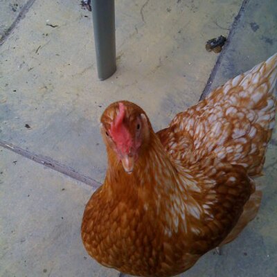 Profile Picture of David Mawson (@po37po37) on Twitter