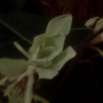 Profile Picture of Robin Plummer (@plummer_robin) on Twitter