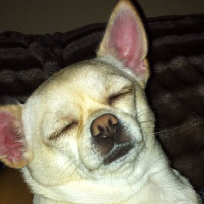 Profile Picture of Sam Chinn (@samchinn13) on Twitter