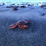 Profile Picture of Natasha Reid (@natashakreid) on Instagram