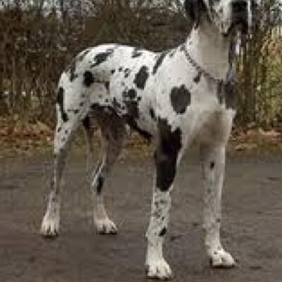 Profile Picture of Alexa Paredes (@alexaparedes3) on Twitter