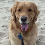 Profile Picture of KerryOnGoldenRetriever (@kerryongoldenretriever) on Instagram