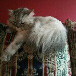 Joanie - Instagram Profile Picture of Joanie (@joanie.hammonds) on Instagram