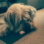 Profile Picture of lisa gerstenberger (@lisa_gerstenberger) on Instagram