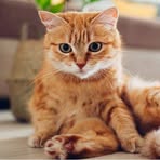 Profile Picture of David Merlos (@David-Merlos) on Facebook