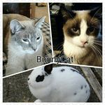 Profile Picture of Dodge, Marilyn, and Charger (@officialbunnycat) on Instagram