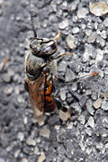 Profile Picture of Stingless beeon Wikipedia