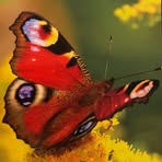 Profile Picture of Keiko Chouno (@Keiko-Chouno) on Facebook