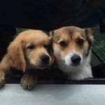 Profile Picture of Bailey & Sampson (@ermahgerd_dergs) on Instagram