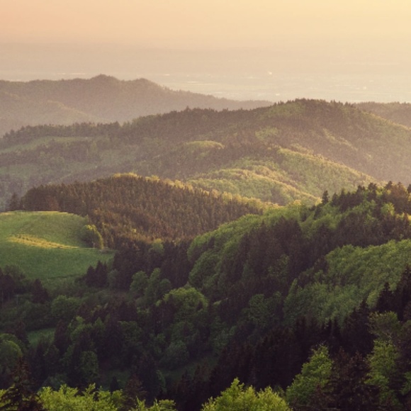 Profile Picture of Eli Rancich (@elirancich596) on Poshmark