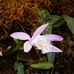 Profile Picture of WeiFang Tsai (瑋芳) (@weifang.tsai.7) on Facebook