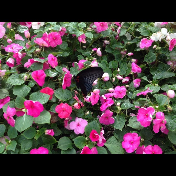 Alyse Bidlack - Poshmark Profile Picture of Alyse Bidlack (@alicat604) on Poshmark