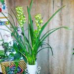 Profile Picture of ivanka tesanac corda (@ivanka_tesanac_corda_) on Instagram