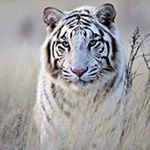 Profile Picture of Raffaele Adam (@raffaeleadam) on Instagram