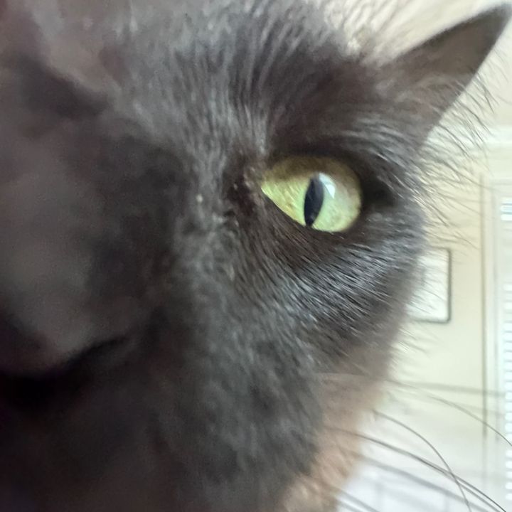 Profile Picture of Jacquelyn Diaz (@tres.leche) on Tiktok