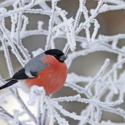 Profile Picture of Peter Godden (@horace_the_dog) on Twitter