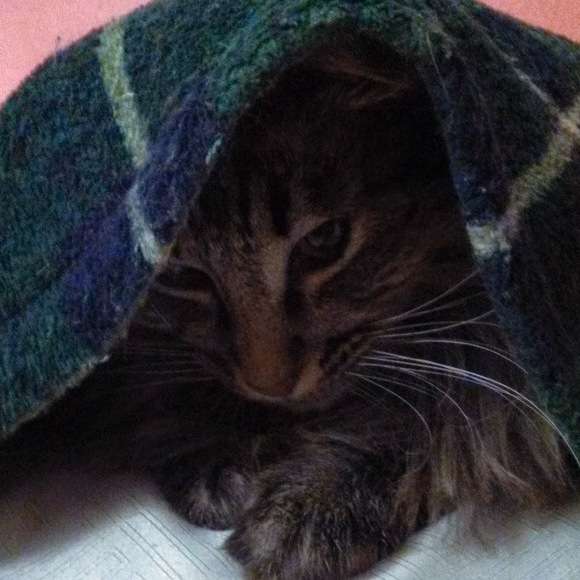 Profile Picture of Julie Dotseth (@cuteops12) on Poshmark