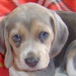 Profile Picture of Cynthia Beagles (@beagles04) on Pinterest