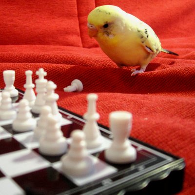 Profile Picture of Shad Ibn Othman (@JShDaniels) on Twitter