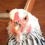 Profile Picture of Rickie A. Thayer (@slug_guts_pets) on Instagram