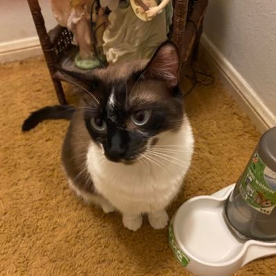 Profile Picture of Carol Keller (@CarolKe62155157) on Twitter