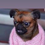 Profile Picture of Ian Hedges (@hillbillyeichner) on Instagram