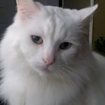 Profile Picture of Tammy Scott (@tammy53169) on Instagram