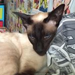 Profile Picture of Sinclair (@art_by_sinclair) on Instagram
